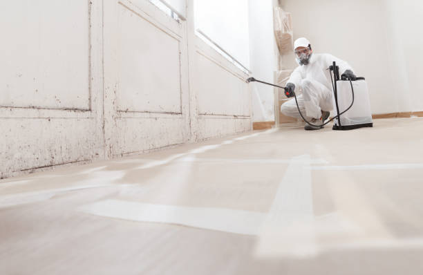 Black mold remediation team in Battletown